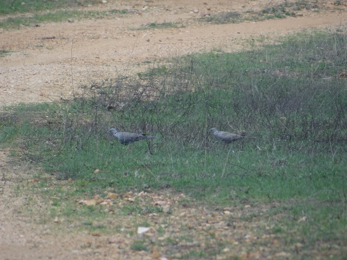 Eurasian Collared-Dove - ML619845602