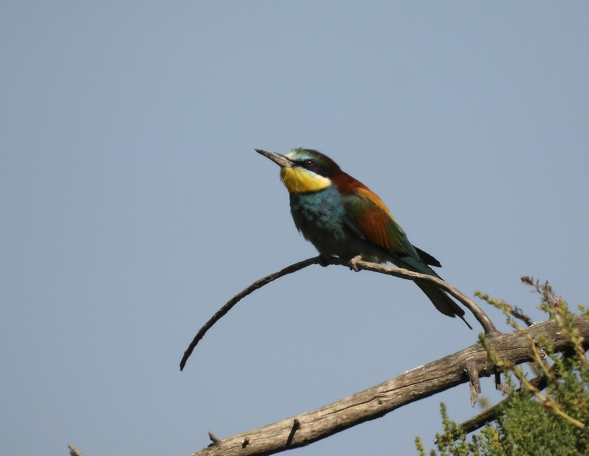 European Bee-eater - ML619845624