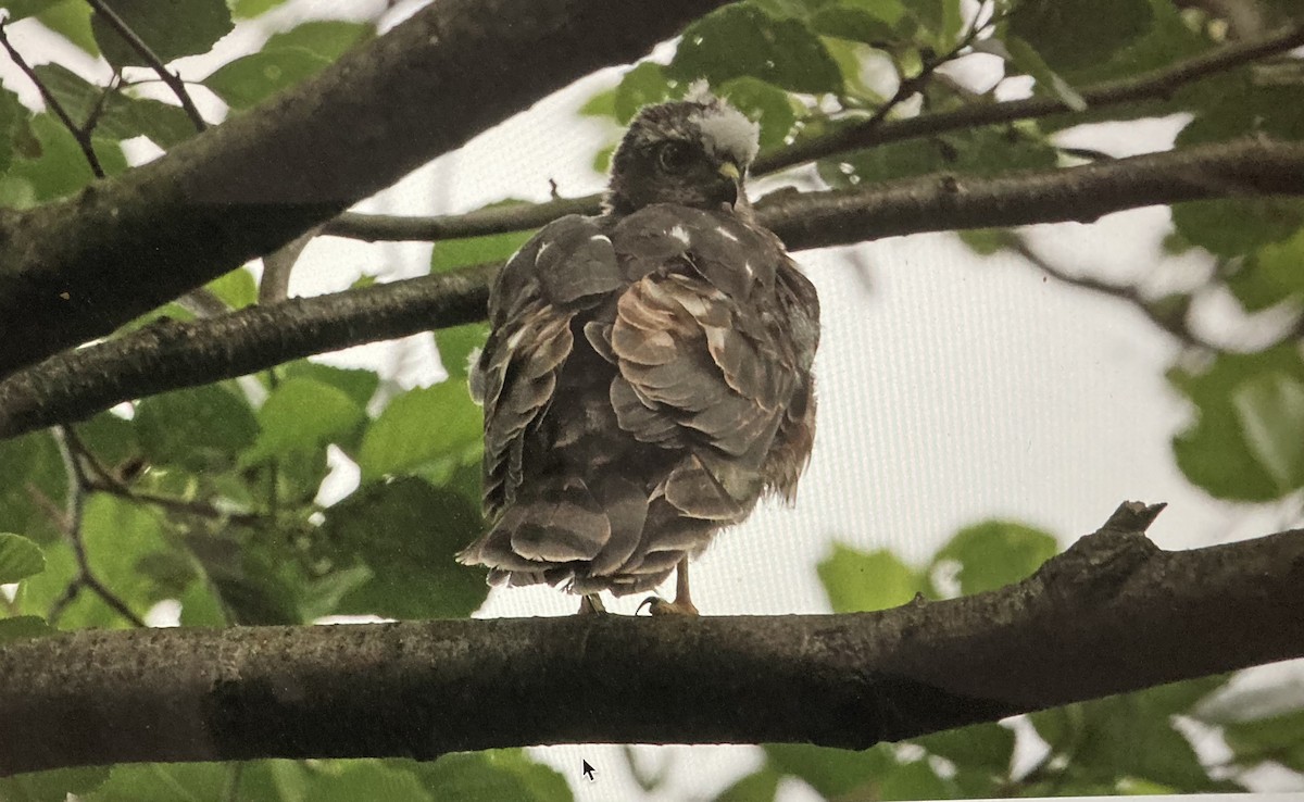 Eurasian Sparrowhawk - stephen  carter
