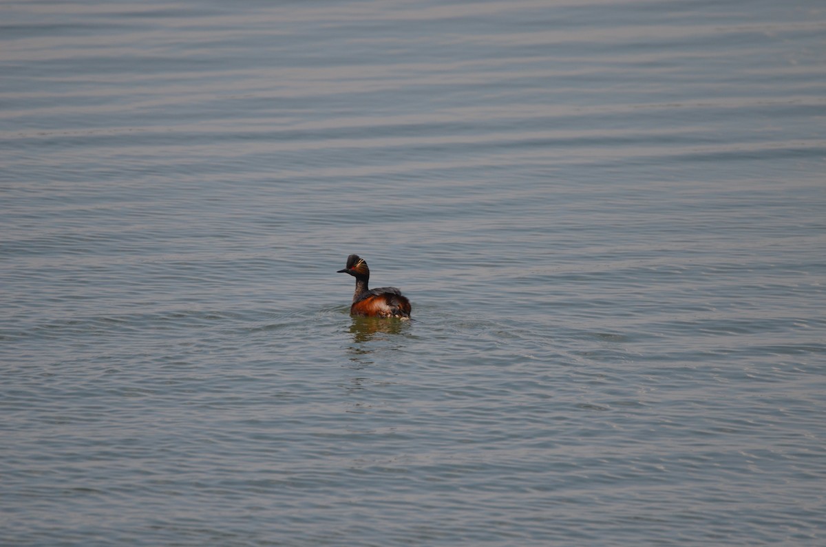 Eared Grebe - ML619845648