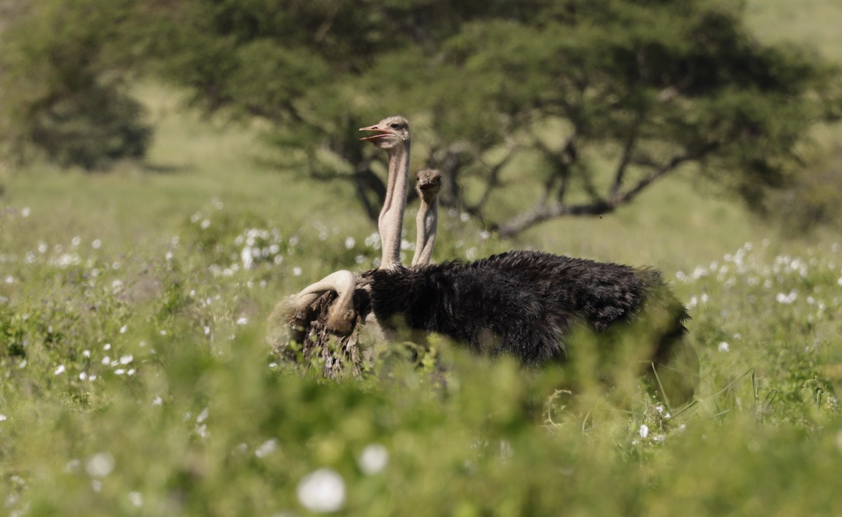 Африканский страус - ML619845650
