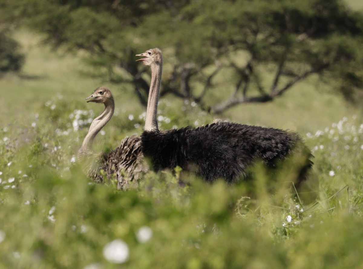 Африканский страус - ML619845651