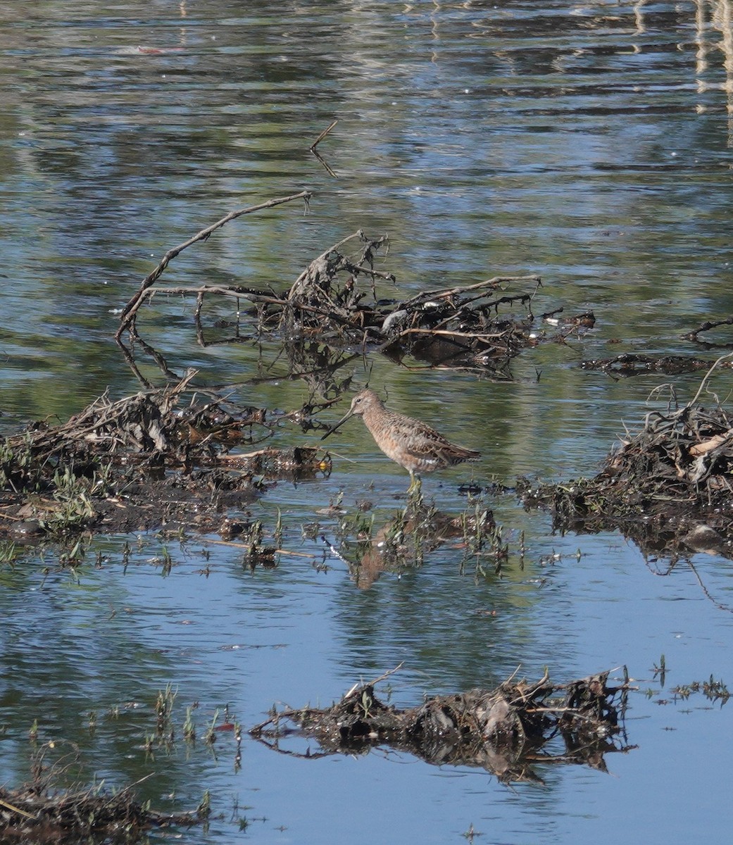 Long-billed Dowitcher - ML619845653