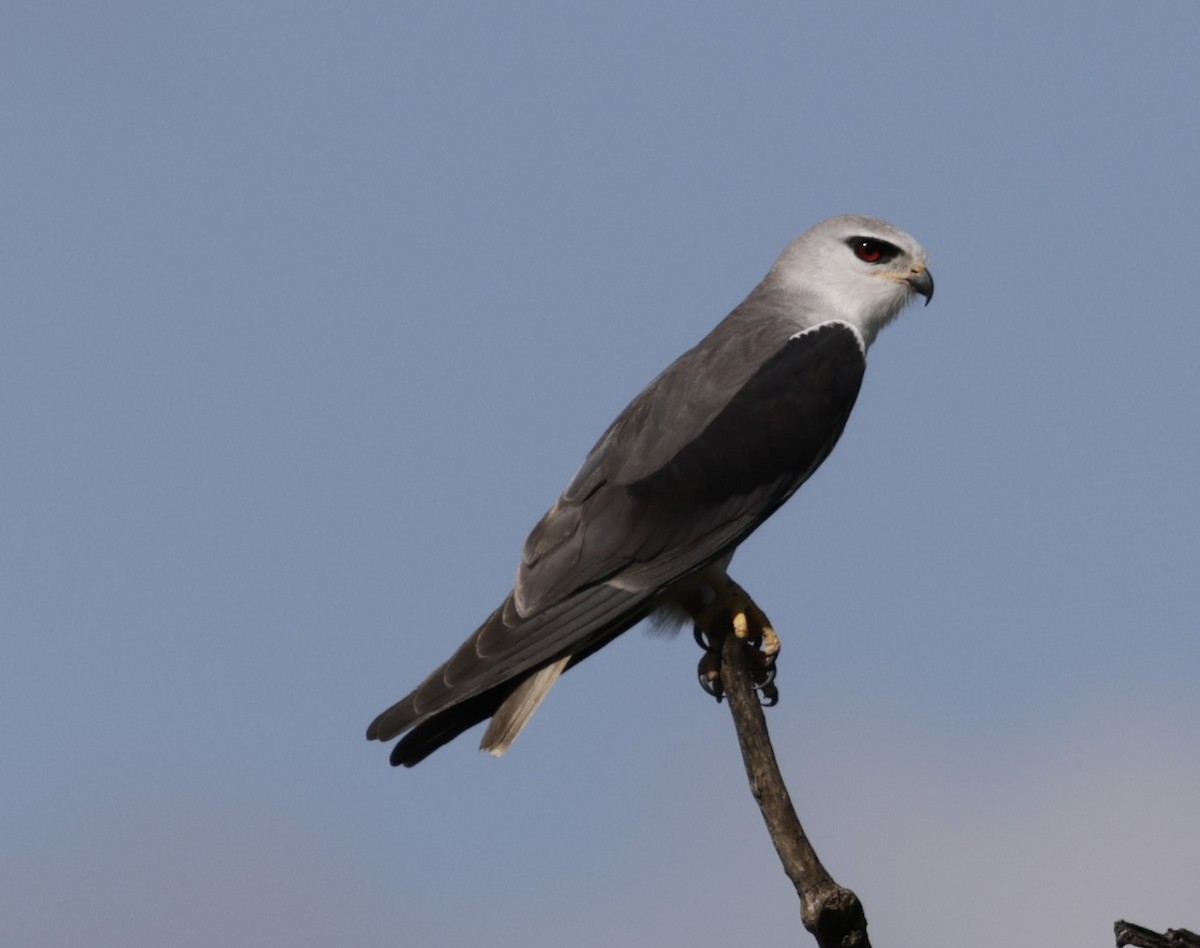 黑翅鳶 - ML619845672