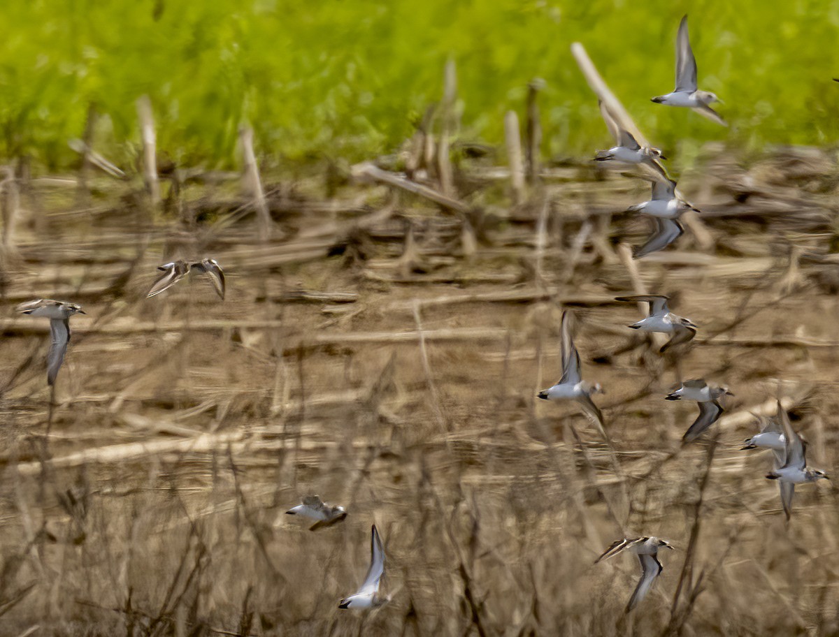 Calidris sp. (peep sp.) - ML619845677