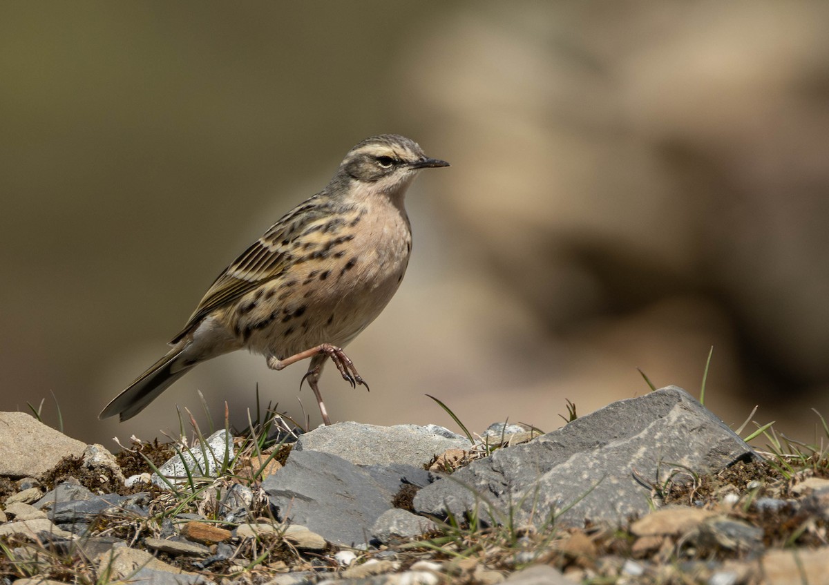Rosy Pipit - ML619845679