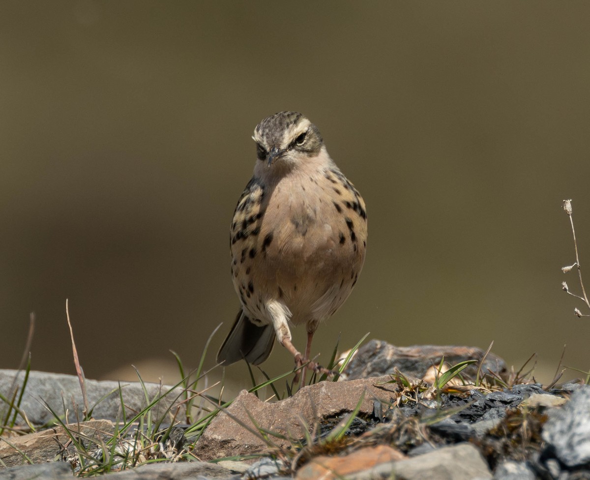 Rosy Pipit - ML619845680