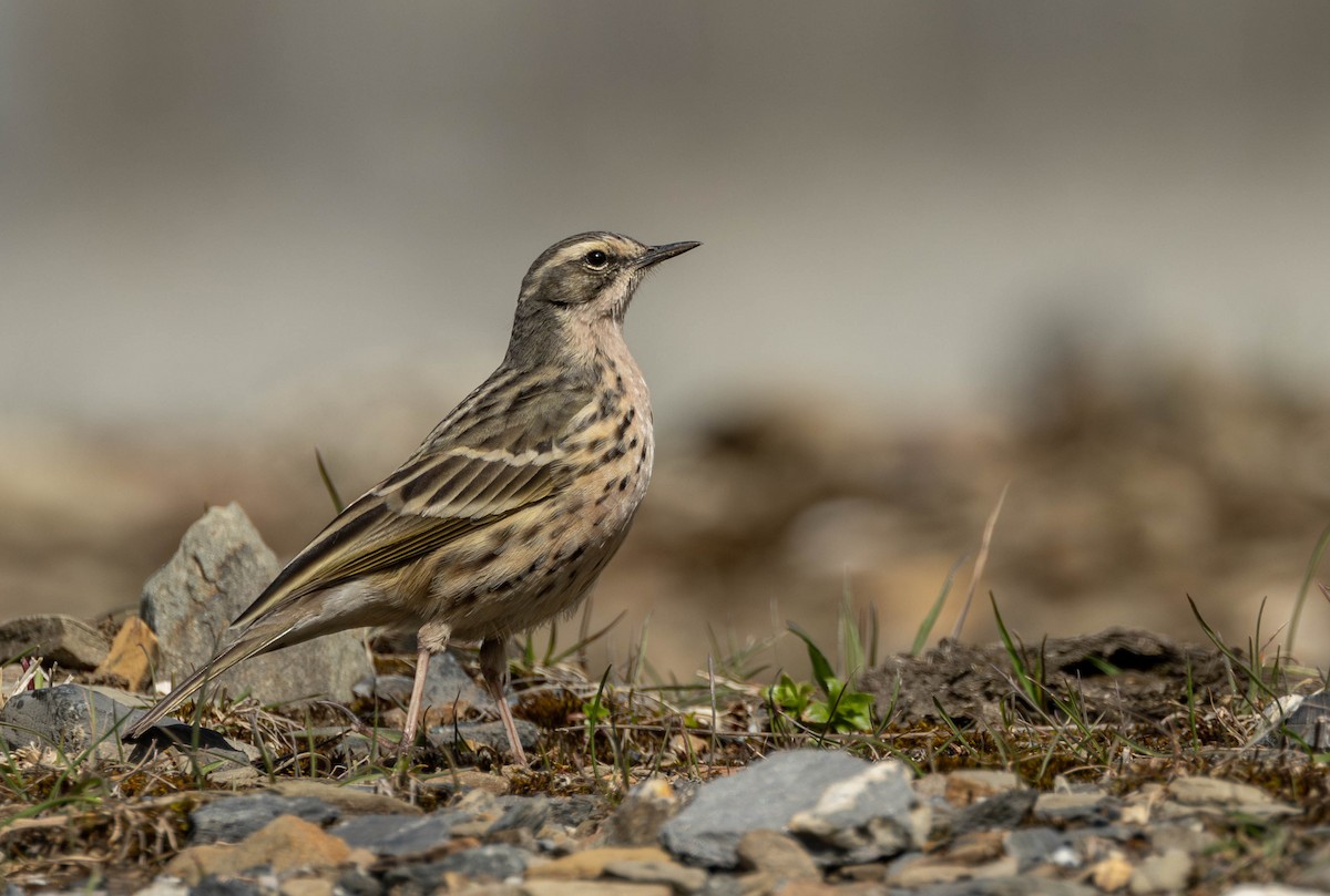 Rosy Pipit - ML619845681