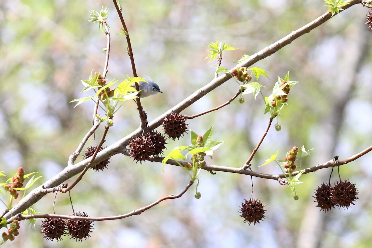 Blue-gray Gnatcatcher - ML619845691