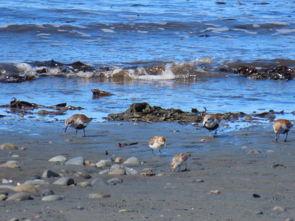 Dunlin - ML619845703