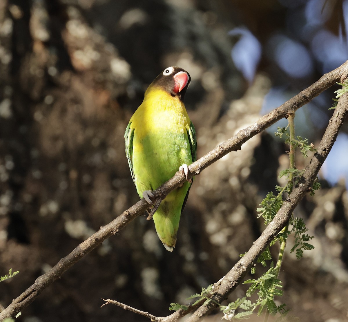 Yellow-collared Lovebird - ML619845705