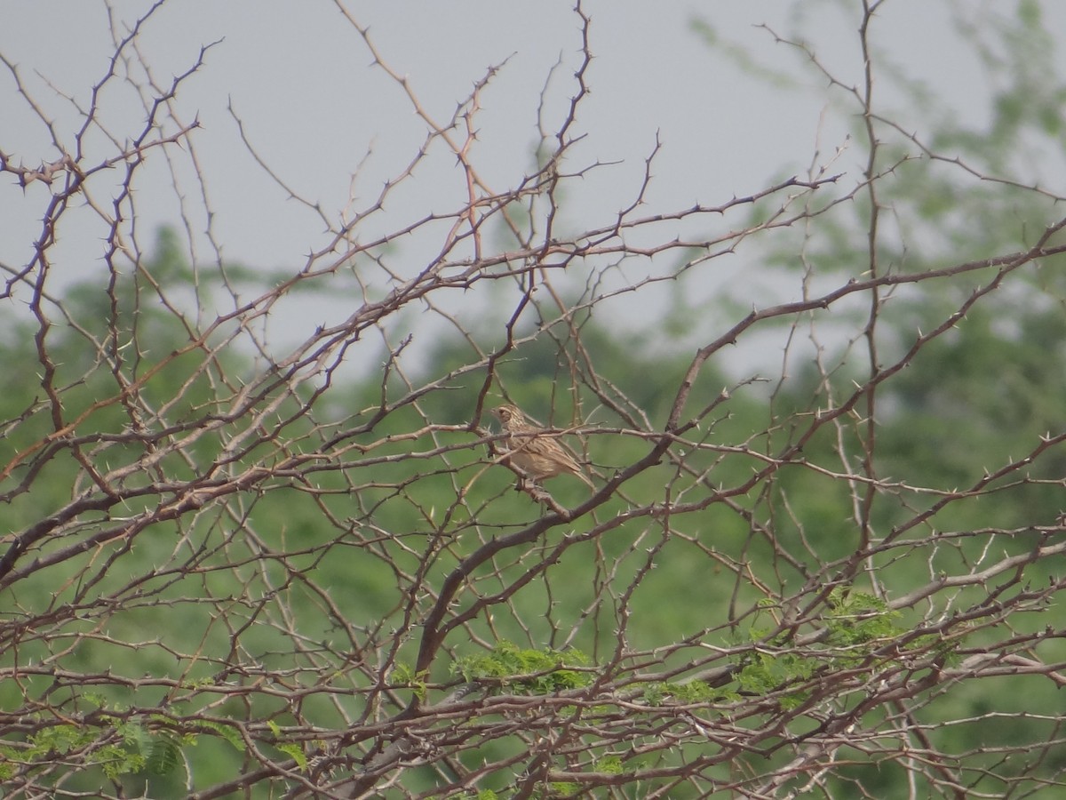 Jerdon's Bushlark - ML619845726