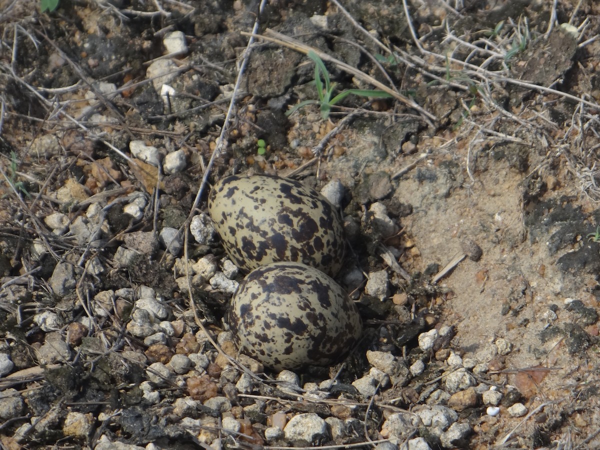 Red-wattled Lapwing - ML619845770