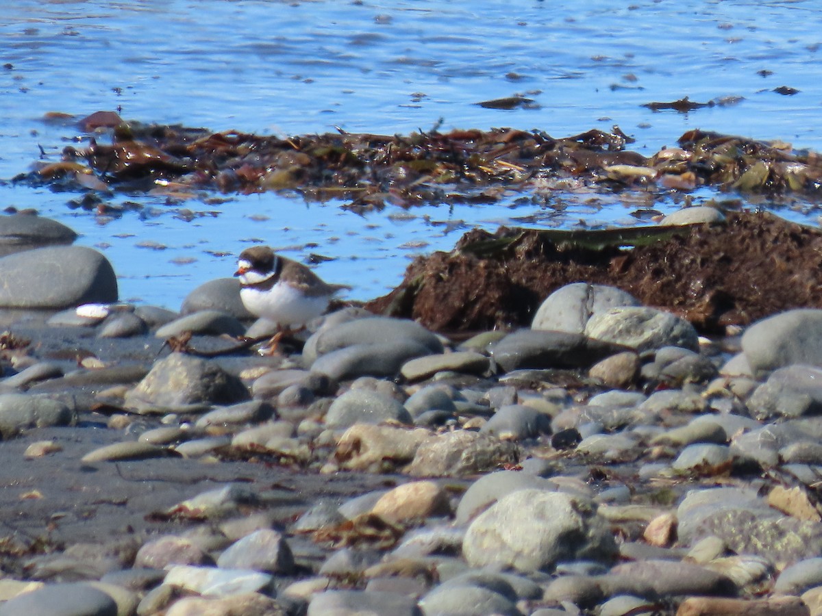 Semipalmated Plover - ML619845778