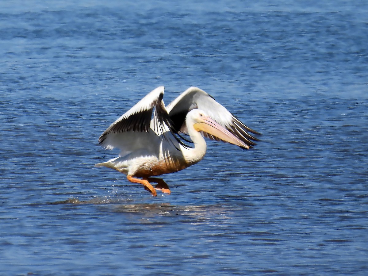 pelikán severoamerický - ML619845781