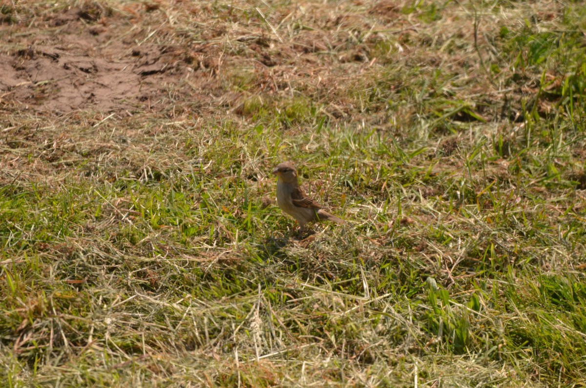 Moineau domestique - ML619845783