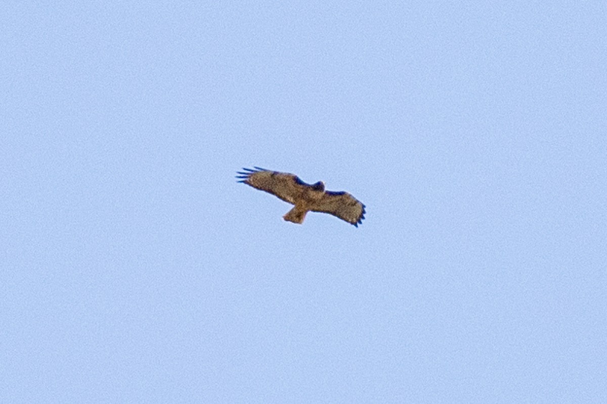 Red-tailed Hawk - ML619845786