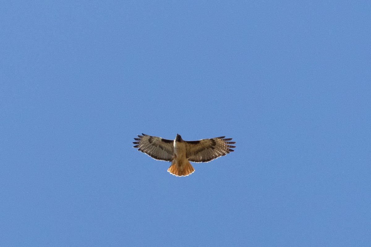 Red-tailed Hawk - ML619845790