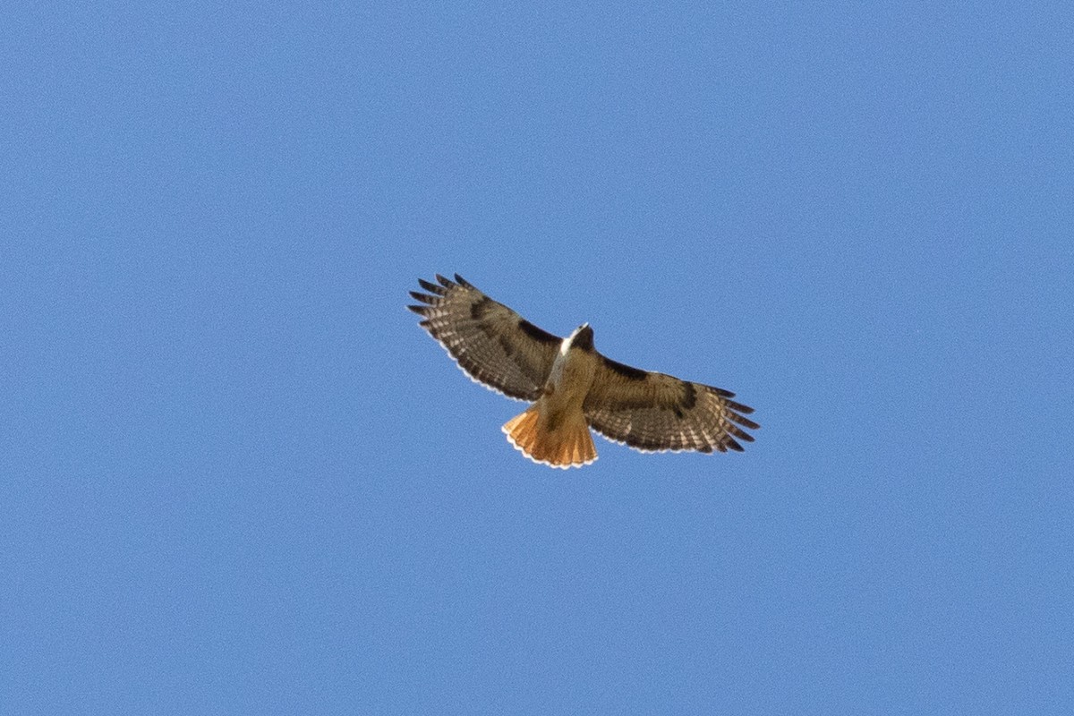 Red-tailed Hawk - ML619845791