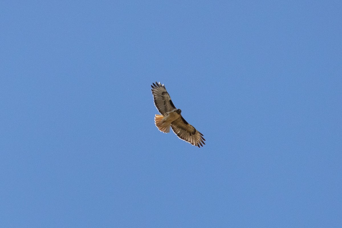 Red-tailed Hawk - ML619845792