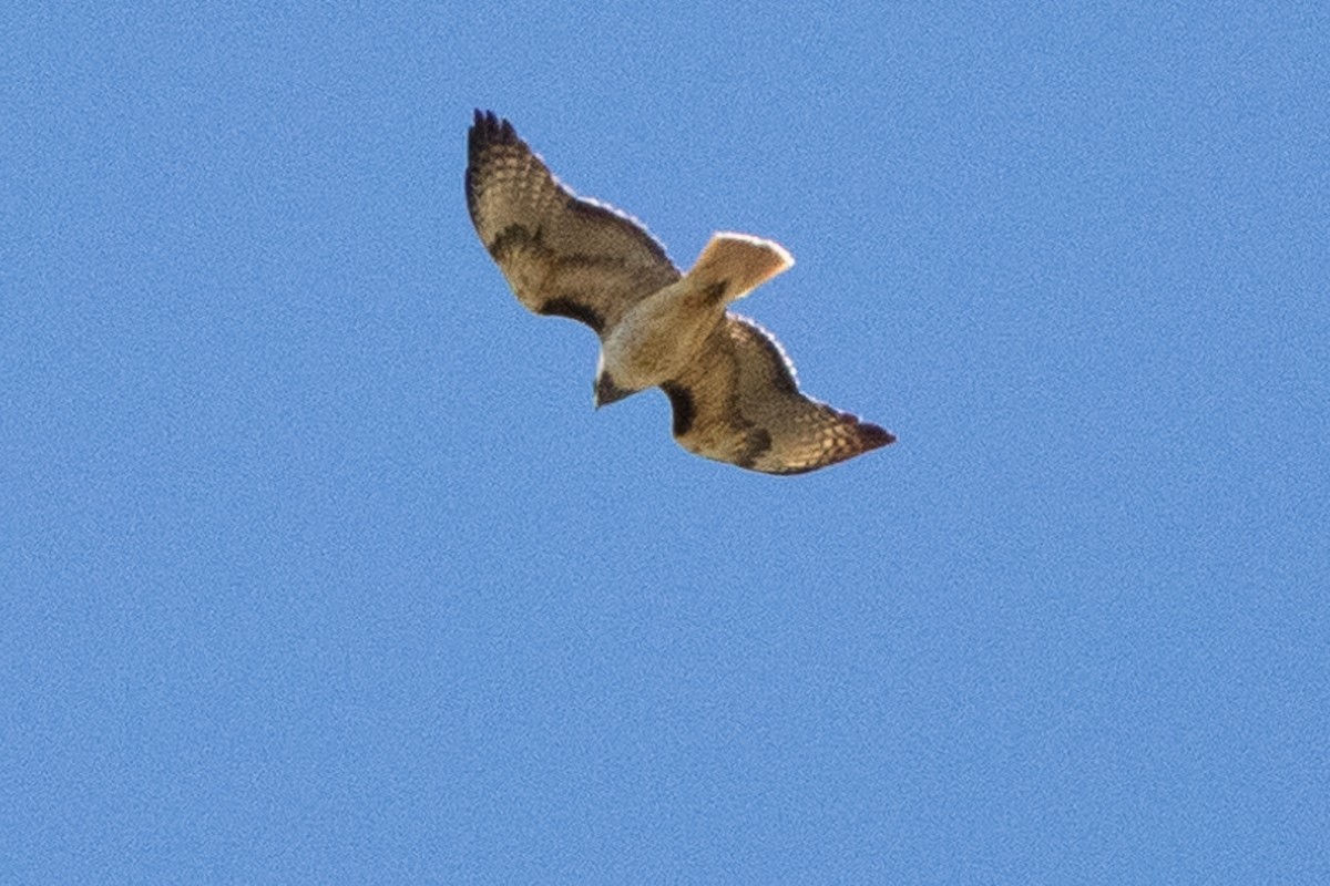 Red-tailed Hawk - ML619845793