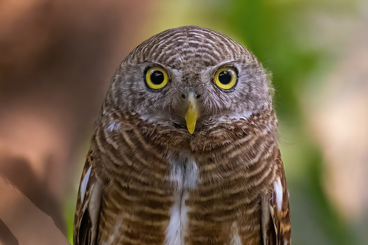 Asian Barred Owlet - ML619845808