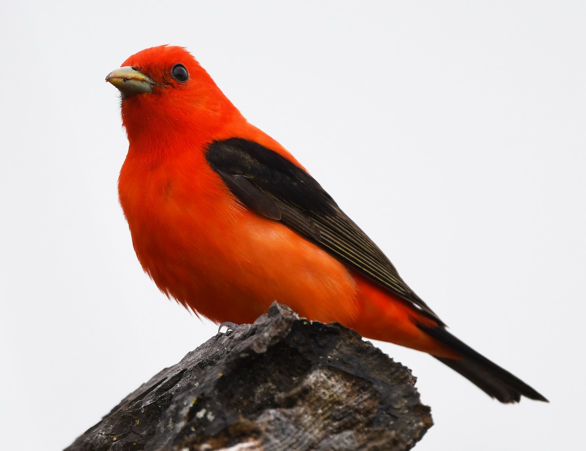Scarlet Tanager - ML619845818