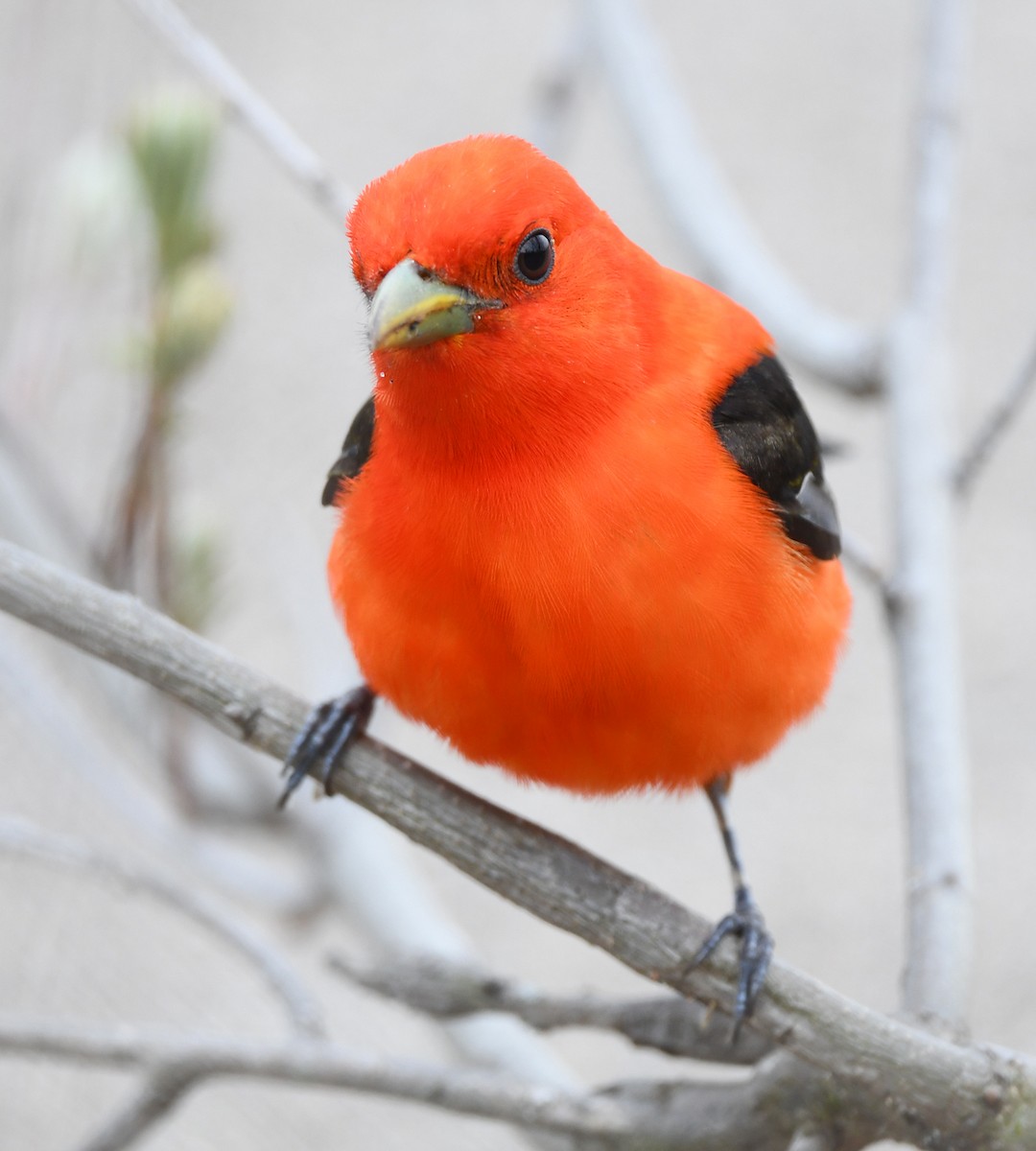 Scarlet Tanager - ML619845819