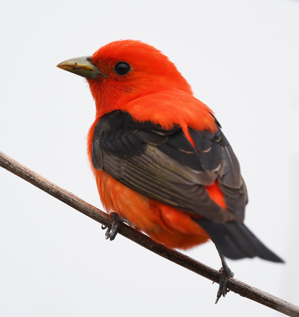 Scarlet Tanager - ML619845821