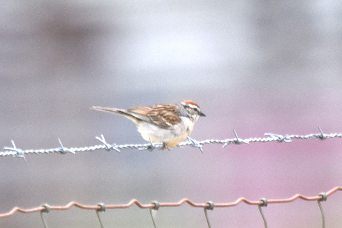 Chipping Sparrow - ML619845856