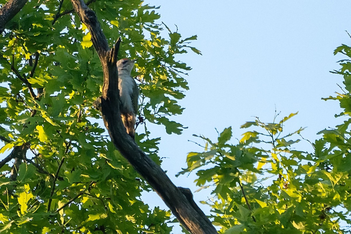 Gray-headed Woodpecker - ML619845862