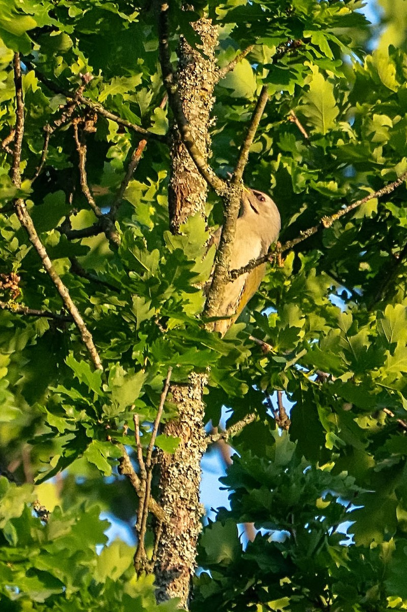 Gray-headed Woodpecker - ML619845863