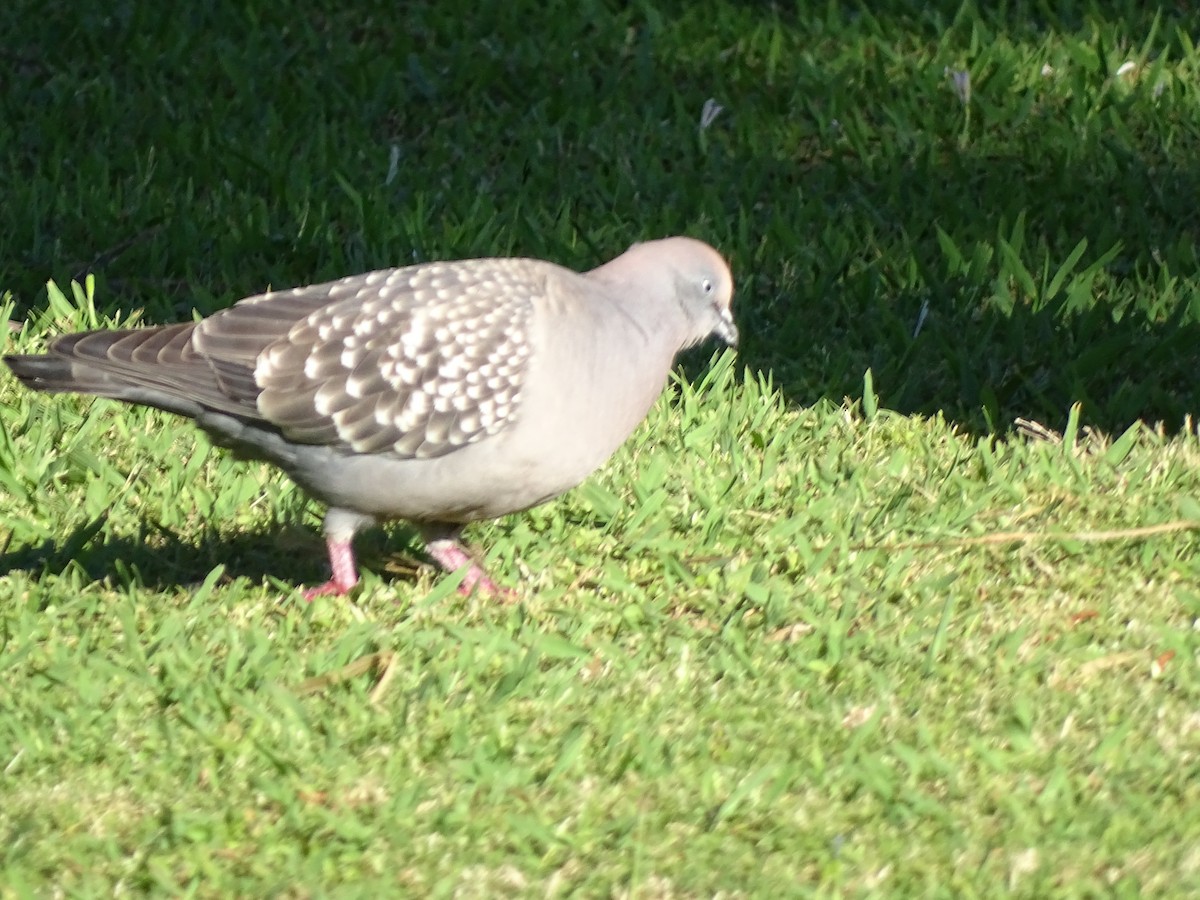 Spot-winged Pigeon - ML619845869