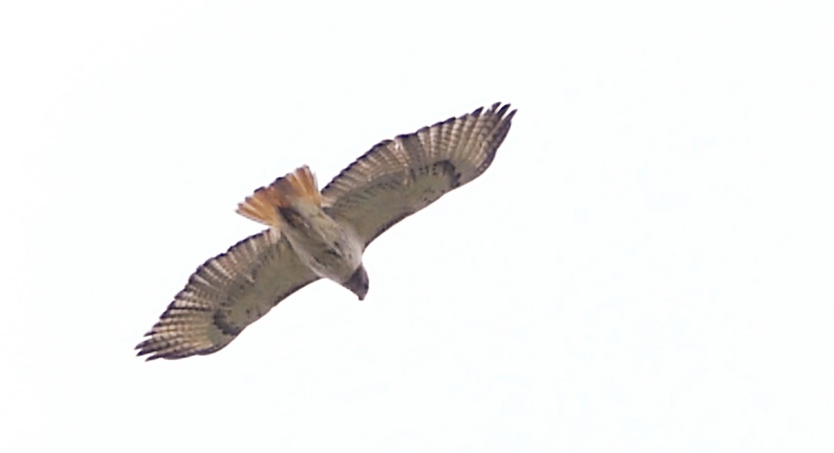 Red-tailed Hawk - ML619845870