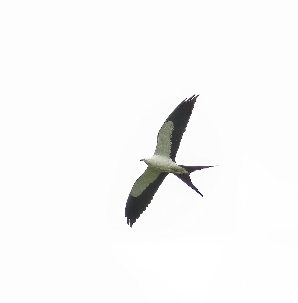 Swallow-tailed Kite - ML619845871