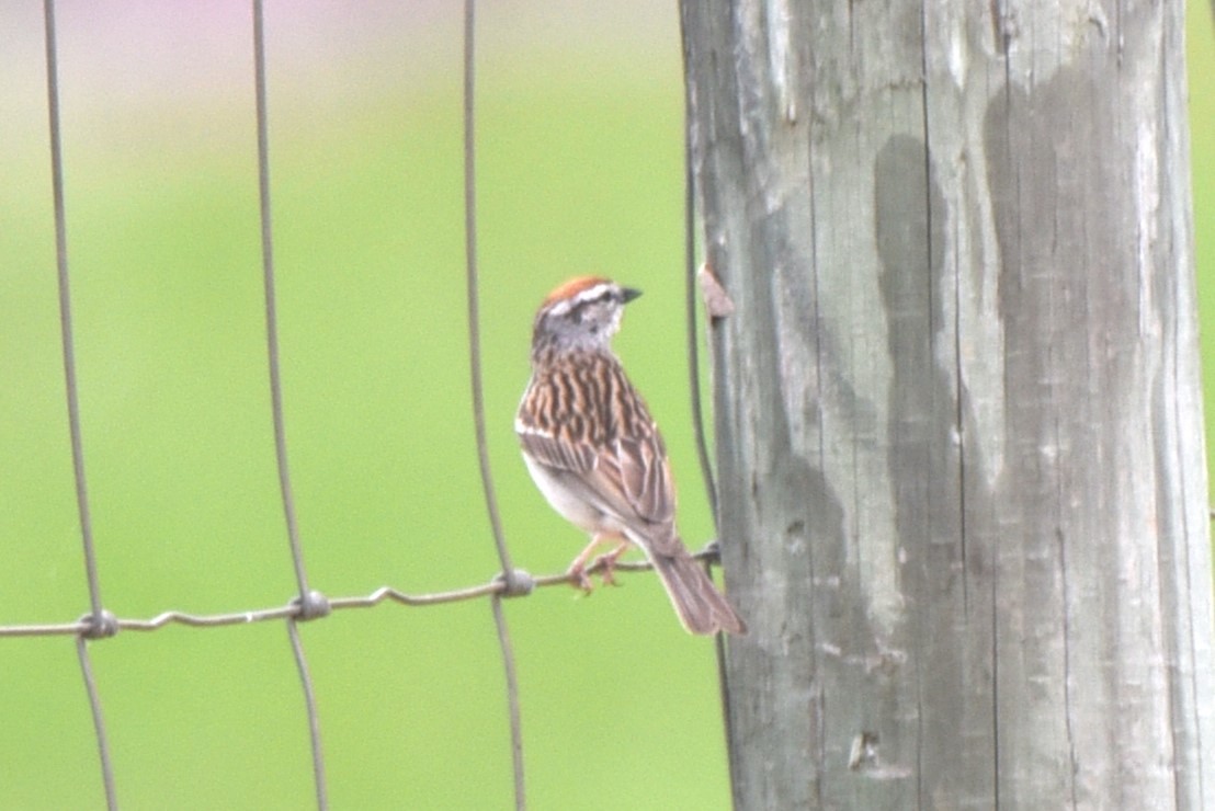 Chipping Sparrow - ML619845872