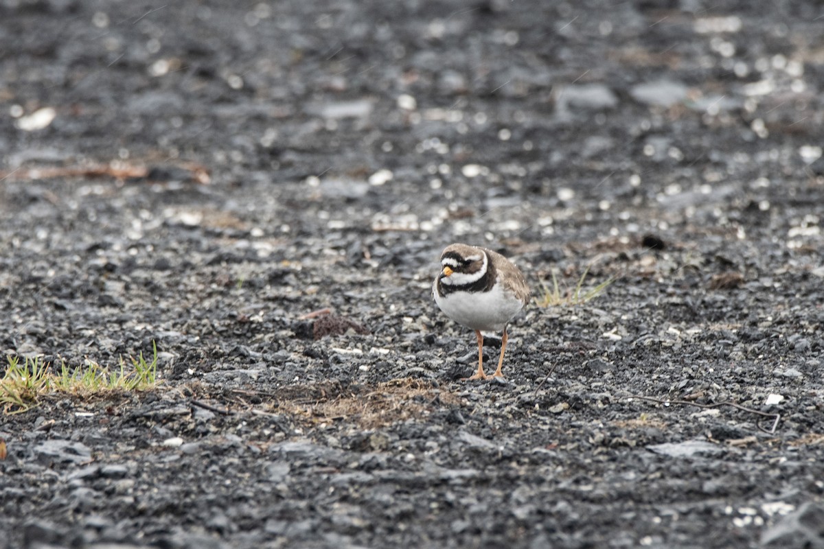 Common Ringed Plover - ML619845882
