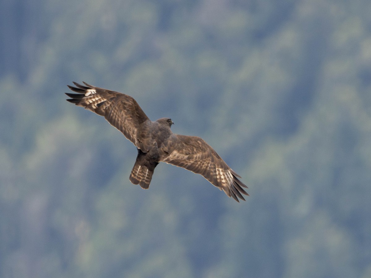 Himalayan Buzzard - ML619845883