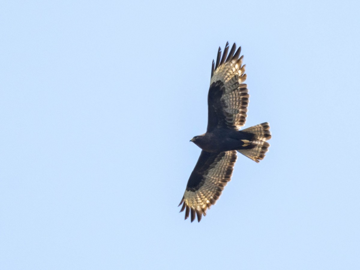 Himalayan Buzzard - ML619845884