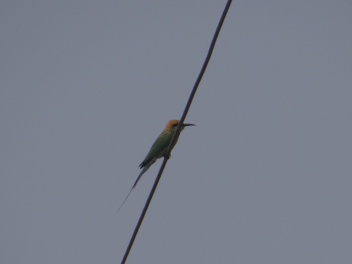 Asian Green Bee-eater - ML619845889
