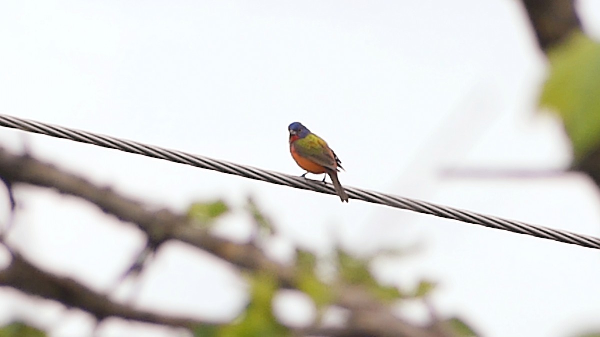 Painted Bunting - ML619845893