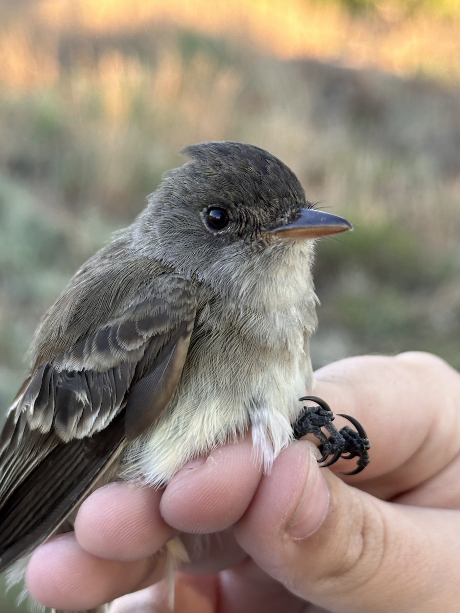 Willow Flycatcher - ML619845895