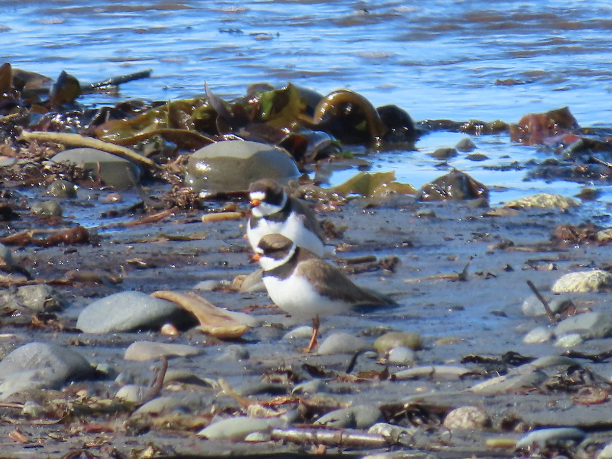 Semipalmated Plover - ML619845907