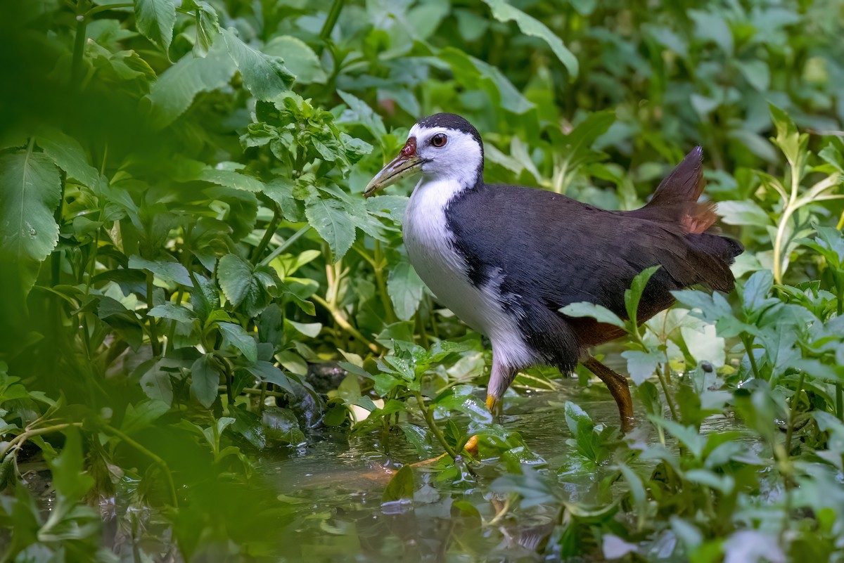 White-breasted Waterhen - ML619845940