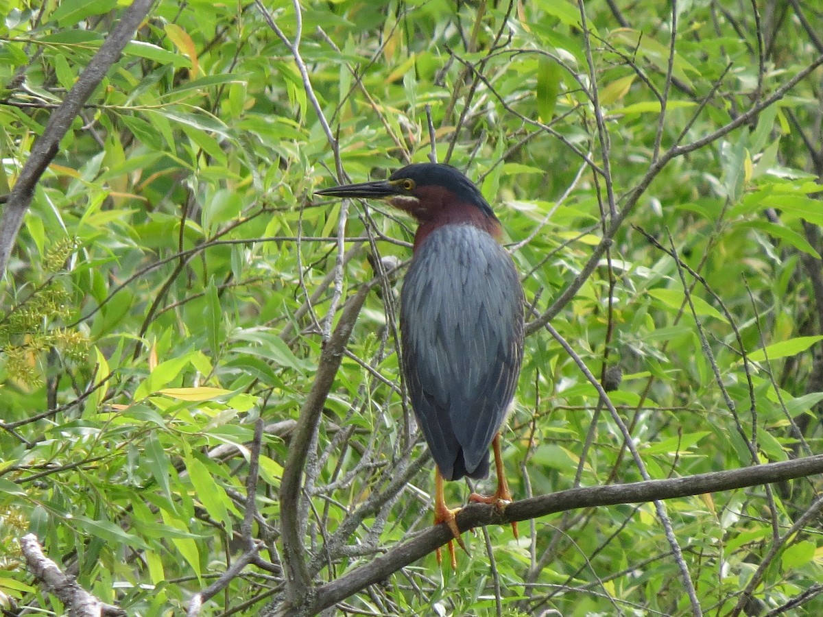 Green Heron - ML619845943