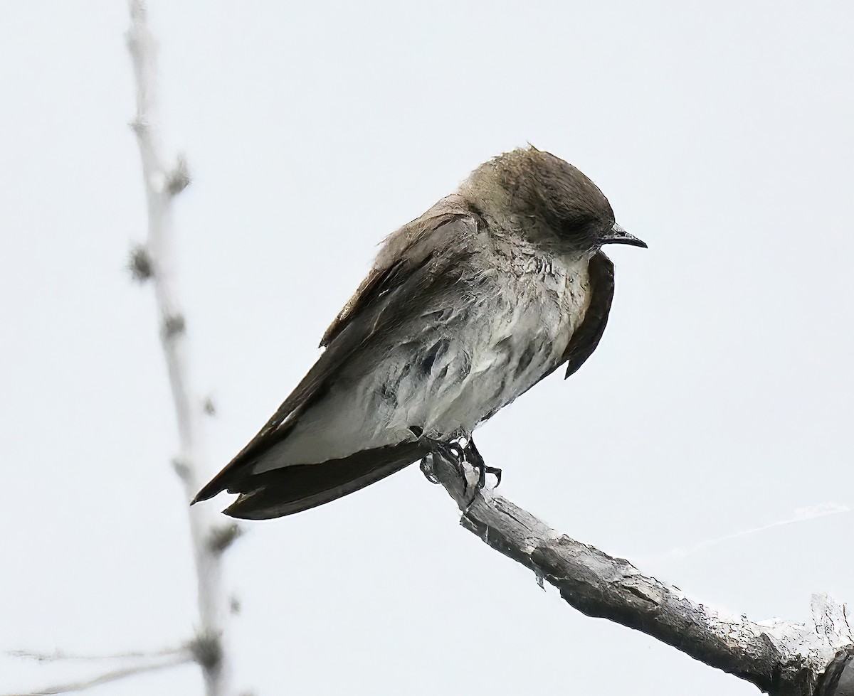 Northern Rough-winged Swallow - ML619845951
