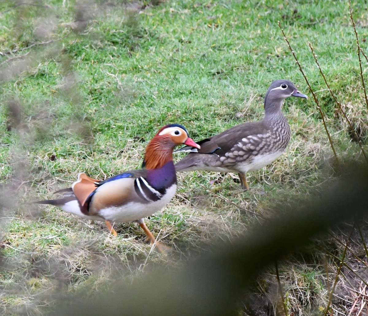 Mandarin Duck - ML619845971