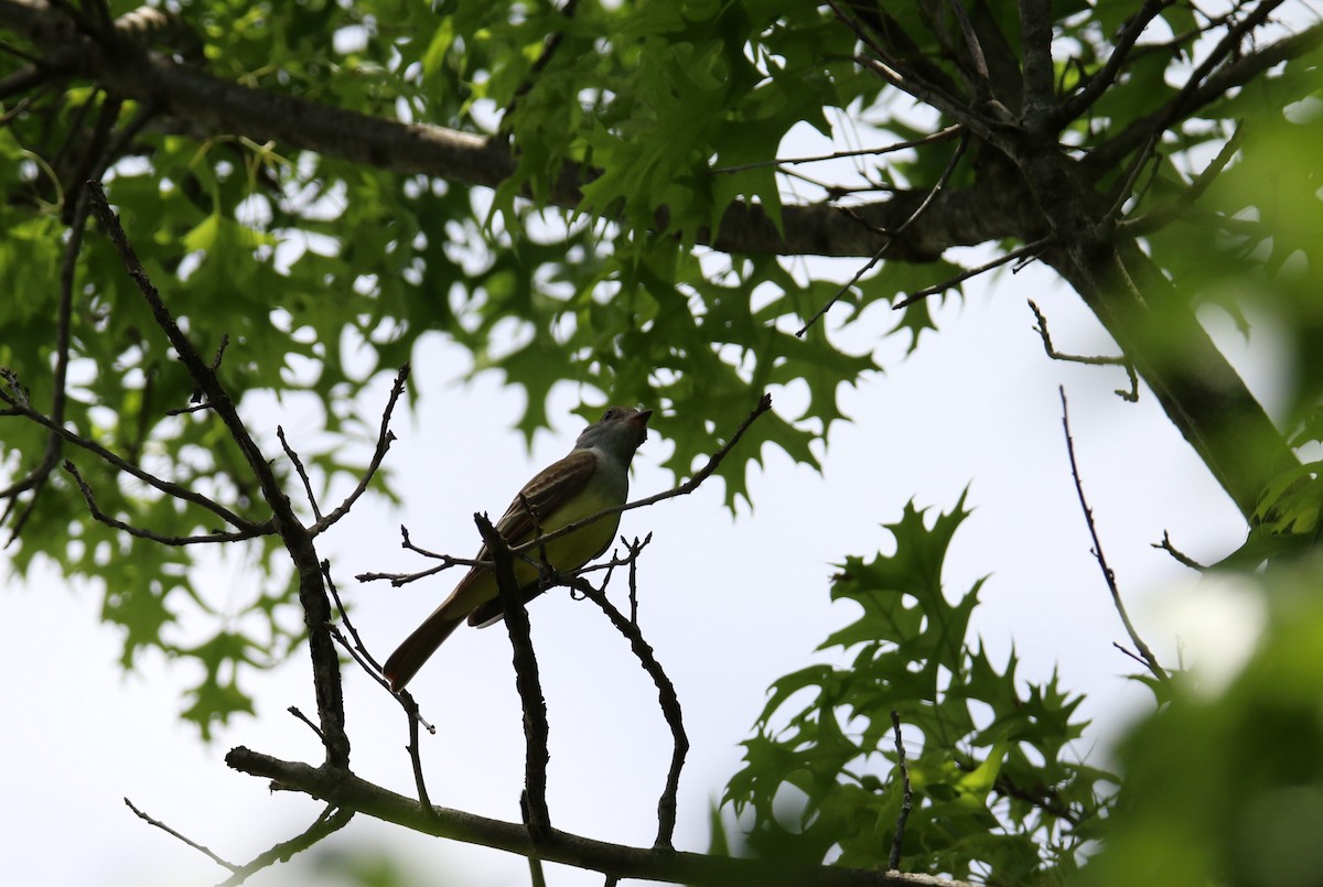 Great Crested Flycatcher - ML619845984