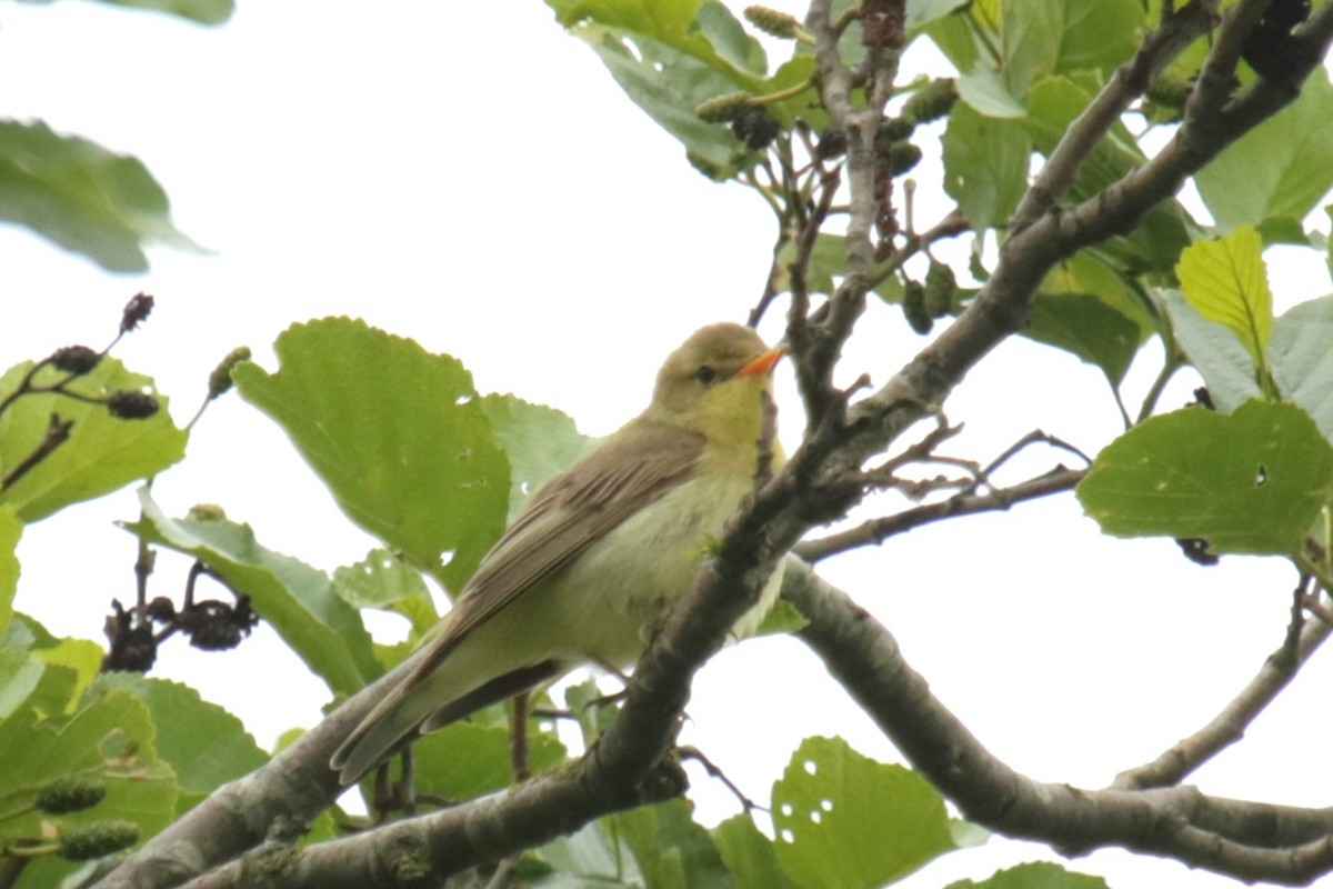 Icterine Warbler - ML619845985