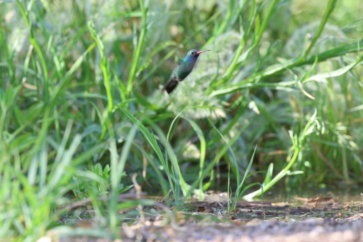 Broad-billed Hummingbird - ML619845988